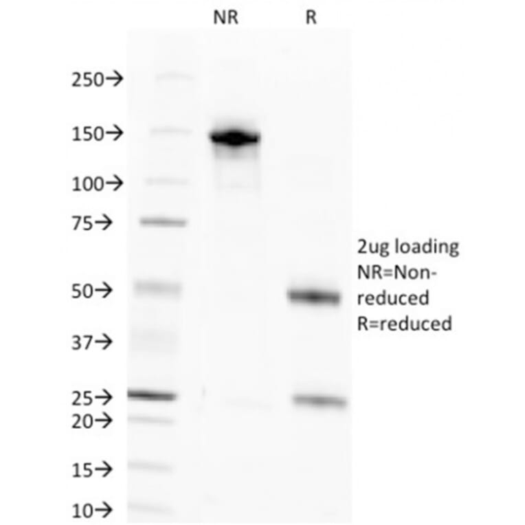 SDS-PAGE - Anti-Nuclear Antigen Antibody [NM106] (A252713) - Antibodies.com