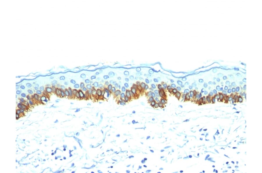 Immunohistochemistry - Anti-Keratin 77 Antibody [AE-1] (A250971) - Antibodies.com