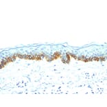 Immunohistochemistry - Anti-Keratin 77 Antibody [AE-1] (A250971) - Antibodies.com