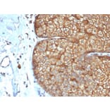 Immunohistochemistry - Anti-Keratin 77 Antibody [rKRTL/6616] (A250972) - Antibodies.com