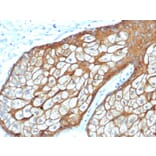 Immunohistochemistry - Anti-Keratin 76 Antibody [rKRTH/6617] (A250973) - Antibodies.com