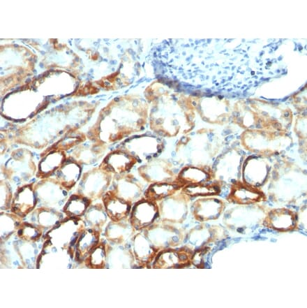 Immunohistochemistry - Anti-Mitochondria Antibody [MTC754] (A250977) - Antibodies.com