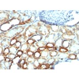 Immunohistochemistry - Anti-Mitochondria Antibody [MTC754] (A250977) - Antibodies.com