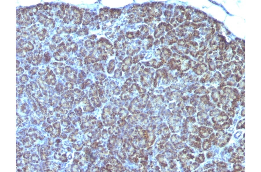 Immunohistochemistry - Anti-Mitochondria Antibody [MTC754] (A250976) - Antibodies.com