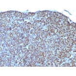 Immunohistochemistry - Anti-Mitochondria Antibody [MTC754] (A250976) - Antibodies.com