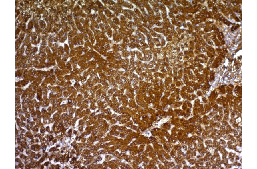 Immunohistochemistry - Anti-HepPar-1 Antibody [HepPar1] (A250978) - Antibodies.com
