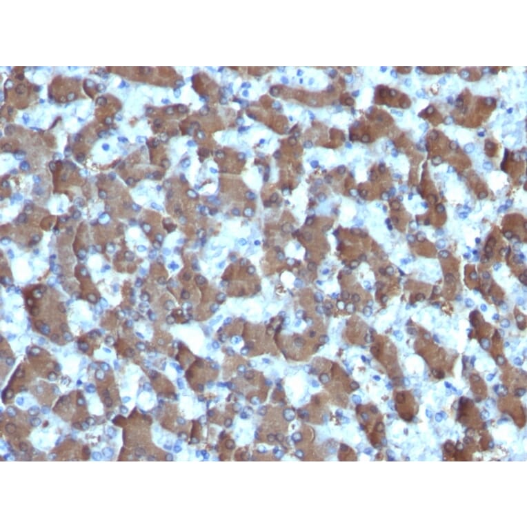 Immunohistochemistry - Anti-HepPar-1 Antibody [HepPar1] (A250979) - Antibodies.com