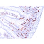 Immunohistochemistry - Anti-BrdU Antibody [BRD.3] (A250985) - Antibodies.com