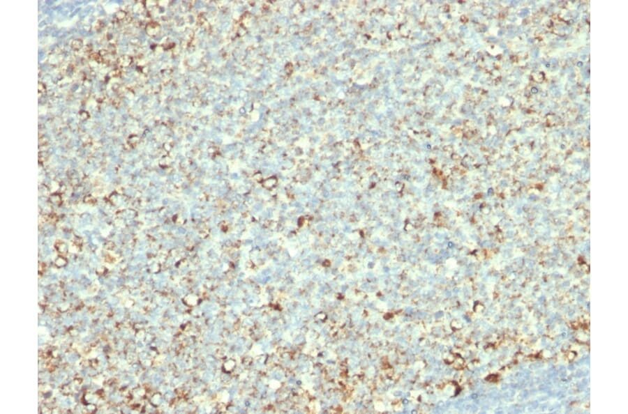 Immunohistochemistry - Anti-Mitochondria Antibody [AE-1] (A250987) - Antibodies.com