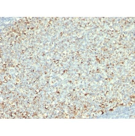 Immunohistochemistry - Anti-Mitochondria Antibody [AE-1] (A250987) - Antibodies.com