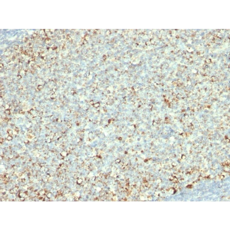 Immunohistochemistry - Anti-Mitochondria Antibody [AE-1] (A250987) - Antibodies.com