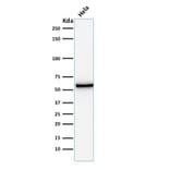 Western Blot - Anti-Mitochondria Antibody [AE-1] (A250987) - Antibodies.com