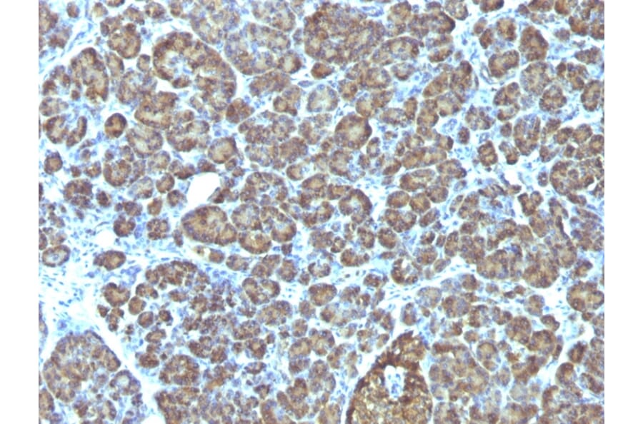 Immunohistochemistry - Anti-Mitochondria Antibody [AE-1] (A250987) - Antibodies.com