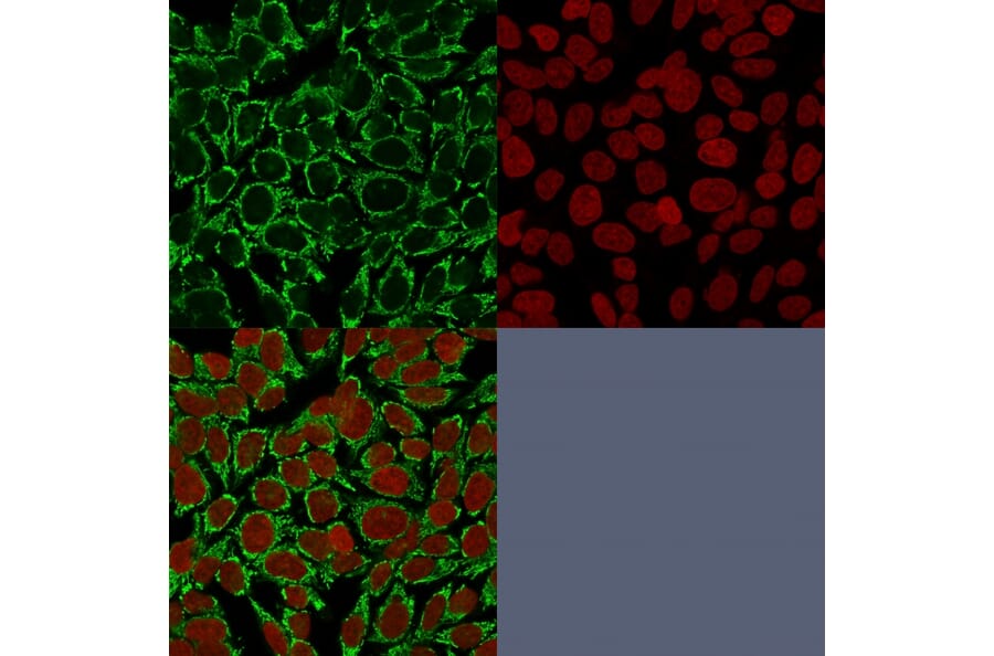Immunofluorescence - Anti-Mitochondria Antibody [AE-1] (A250986) - Antibodies.com