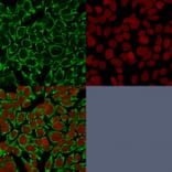 Immunofluorescence - Anti-Mitochondria Antibody [AE-1] (A250986) - Antibodies.com