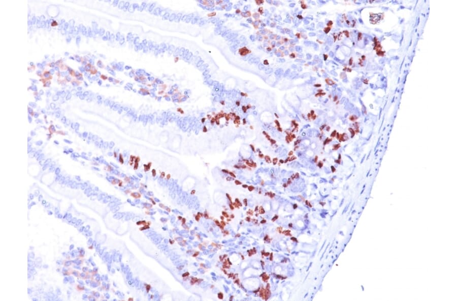 Immunohistochemistry - Anti-BrdU Antibody [85-2C8] (A250993) - Antibodies.com