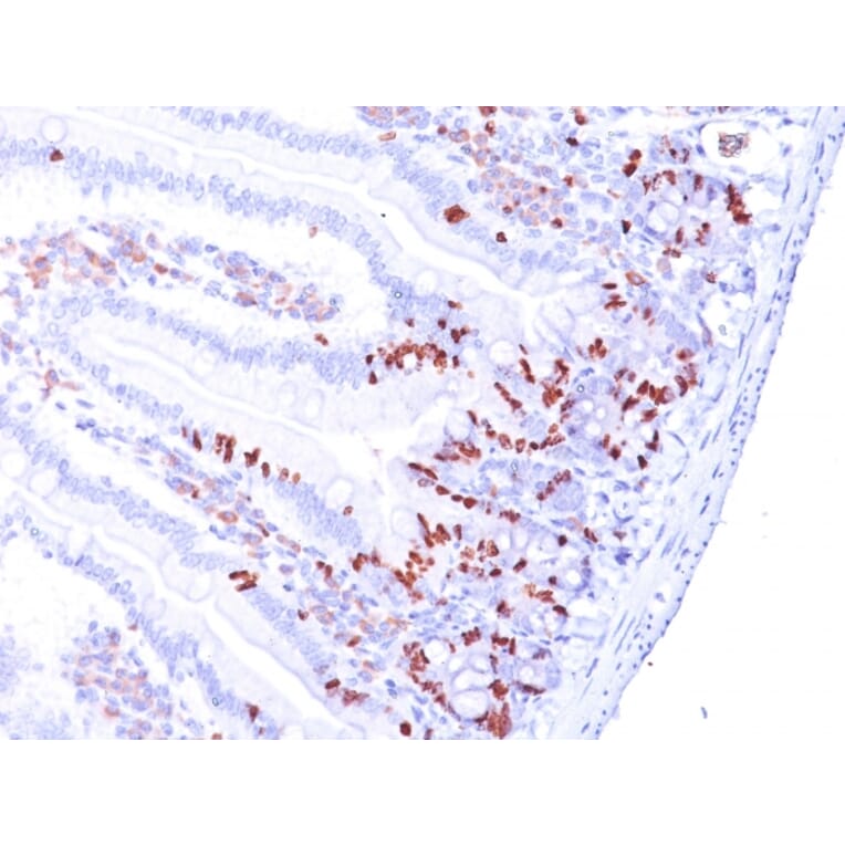 Immunohistochemistry - Anti-BrdU Antibody [85-2C8] (A250993) - Antibodies.com