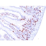 Immunohistochemistry - Anti-BrdU Antibody [85-2C8] (A250993) - Antibodies.com