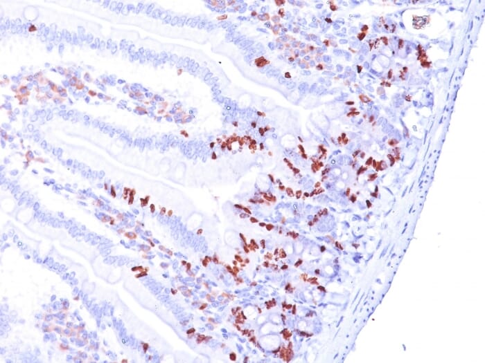 Immunohistochemical analysis of formalin-fixed, paraffin-embedded mouse small intestine using Anti-BrdU Antibody [BRD469 + BRD494 + BRD.3].