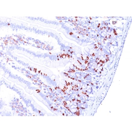 Immunohistochemistry - Anti-BrdU Antibody [BRD469 + BRD494 + BRD.3] (A250996) - Antibodies.com