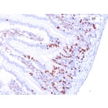 Immunohistochemistry - Anti-BrdU Antibody [BRD469 + BRD494 + BRD.3] (A250996) - Antibodies.com