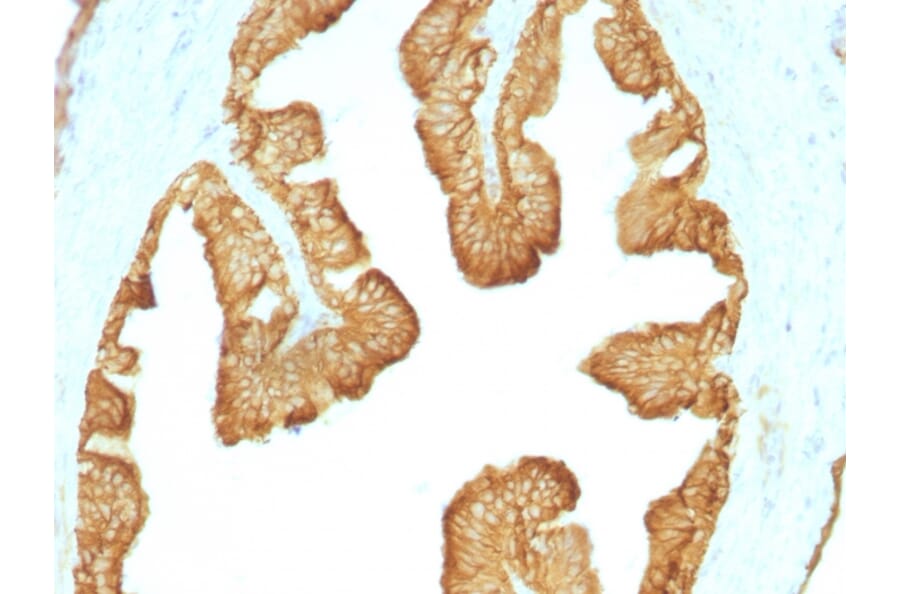 Immunohistochemistry - Anti-Keratin 77 Antibody [KRTL/1077] (A251000) - Antibodies.com