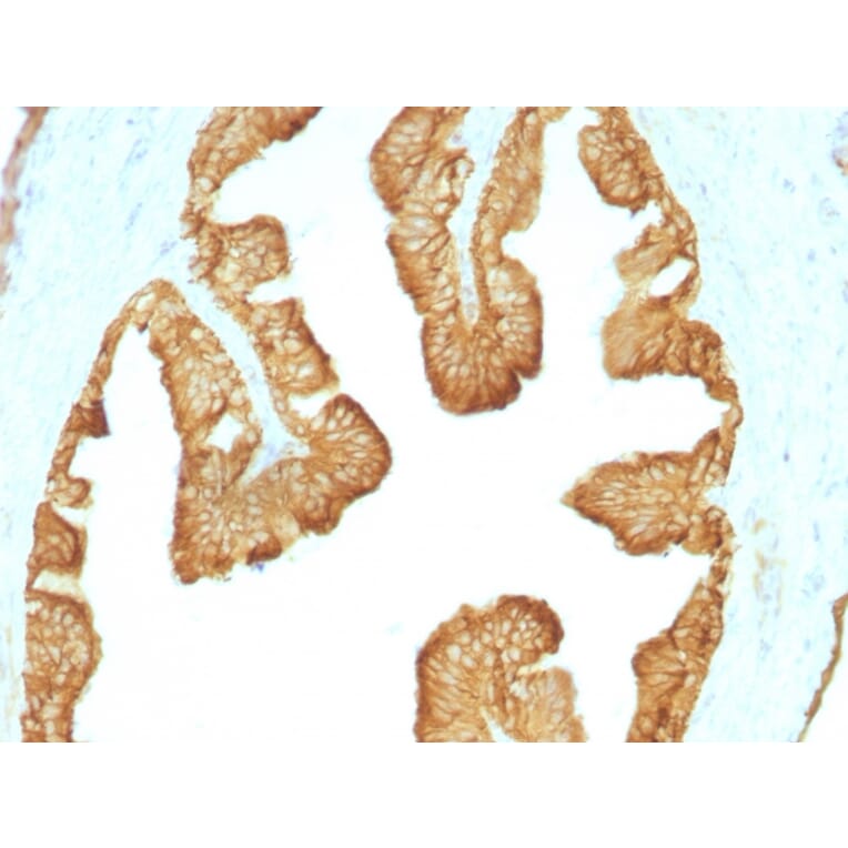 Immunohistochemistry - Anti-Keratin 77 Antibody [KRTL/1077] (A251000) - Antibodies.com