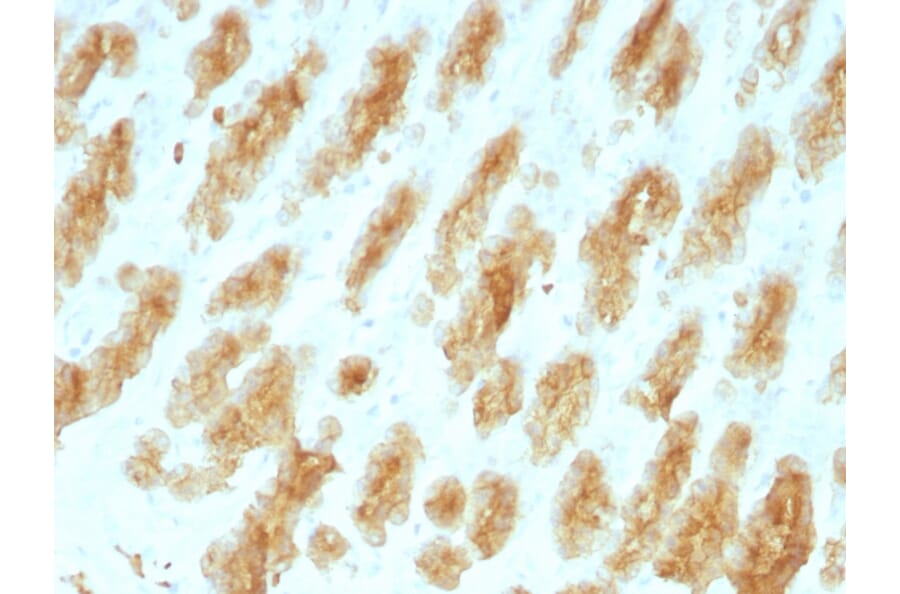 Immunohistochemistry - Anti-Keratin 77 Antibody [KRTL/1077] (A251000) - Antibodies.com