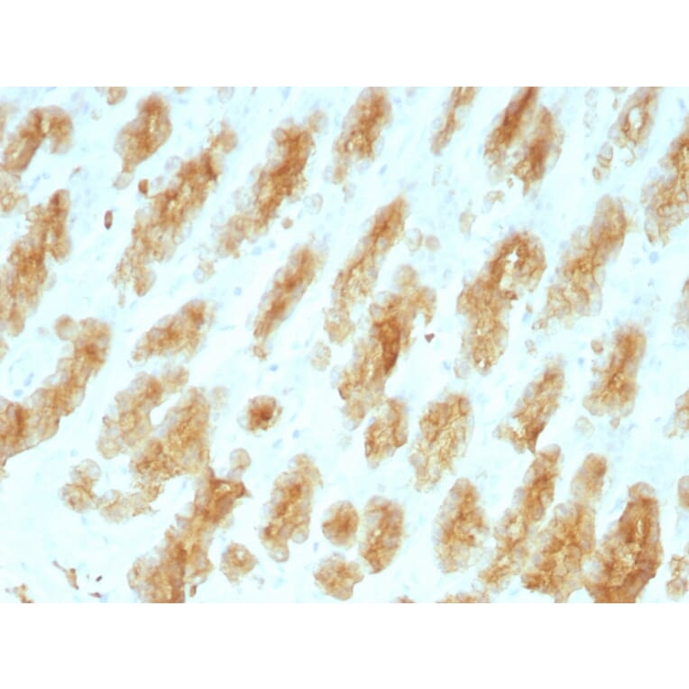 Immunohistochemistry - Anti-Keratin 77 Antibody [KRTL/1077] (A251000) - Antibodies.com