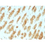 Immunohistochemistry - Anti-Keratin 77 Antibody [KRTL/1077] (A251000) - Antibodies.com