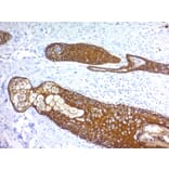 Immunohistochemistry - Anti-Keratin 76 Antibody [KRTH/1076] (A251001) - Antibodies.com