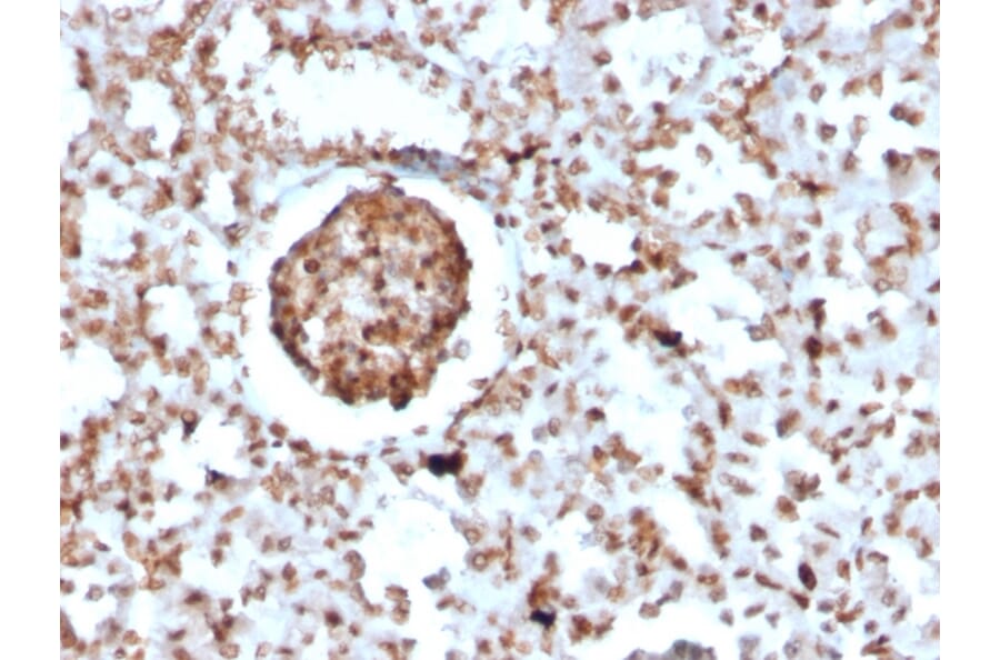 Immunohistochemistry - Anti-BrdU Antibody [BRD2888R] (A251003) - Antibodies.com