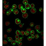 Immunofluorescence - Anti-HLA DP + DQ + DR Antibody [HLA-Pan/2967R] (A251006) - Antibodies.com