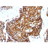 Immunohistochemistry - Anti-Keratin 77 Antibody [KRTL/1577R] (A251007) - Antibodies.com