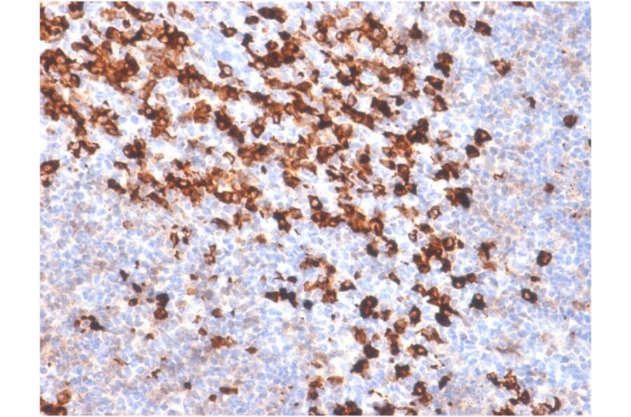 Immunohistochemistry - Anti-Biotin Antibody [BTN/2032R] (A251009) - Antibodies.com