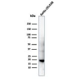 Western Blot - Anti-His Tag Antibody [6HIS/6402R] (A251013) - Antibodies.com