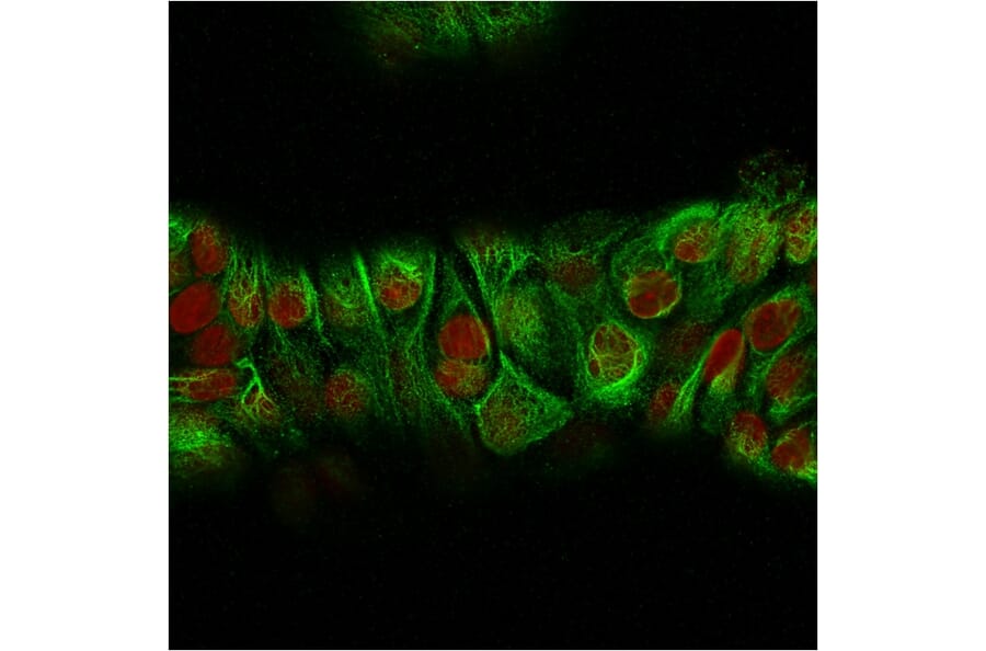 Immunofluorescence - Anti-Keratin 76 Antibody [KRTH/2147R] (A251630) - Antibodies.com