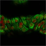 Immunofluorescence - Anti-Keratin 76 Antibody [KRTH/2147R] (A251630) - Antibodies.com