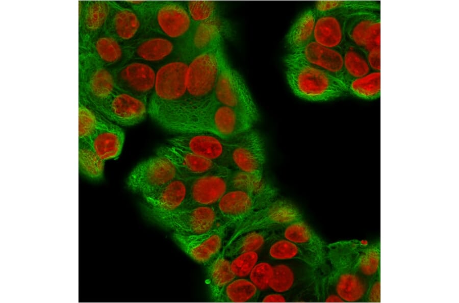 Immunofluorescence - Anti-pan Cytokeratin Antibody [KRT/1877R] (A251017) - Antibodies.com