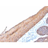 Immunohistochemistry - Anti-Keratin 77 Antibody [KRTL/4440R] (A251020) - Antibodies.com