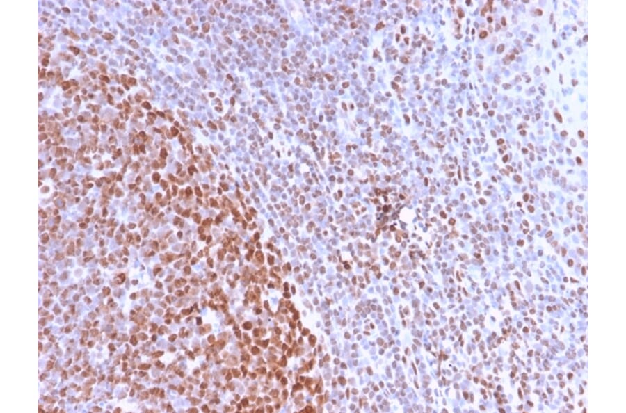 Immunohistochemistry - Anti-Nuclear Antigen Antibody [NM2984R] (A251023) - Antibodies.com