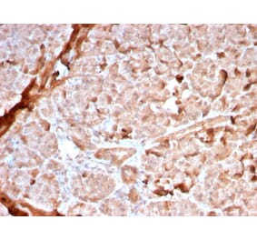 Immunohistochemistry - Anti-Mitochondria Antibody [MTC02/2860R] (A251023) - Antibodies.com