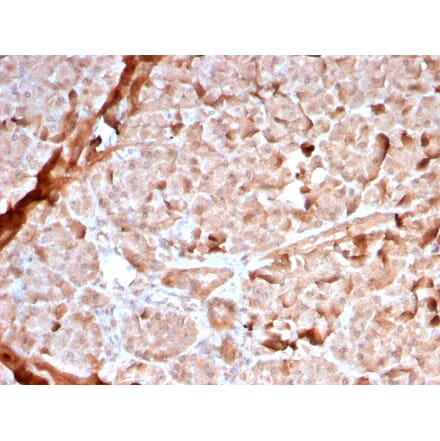 Immunohistochemistry - Anti-Mitochondria Antibody [MTC02/2860R] (A251023) - Antibodies.com