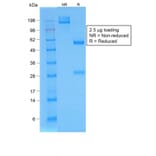 SDS-PAGE - Anti-BrdU Antibody [BRD/1539R] (A251025) - Antibodies.com