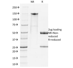 SDS-PAGE - Anti-PD1 Antibody [RMP1-14] (A251032) - Antibodies.com