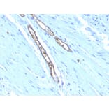 Immunohistochemistry - Anti-Blood Group Antigen A Antibody [HE-193] (A251042) - Antibodies.com