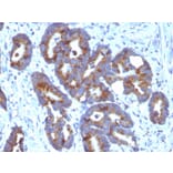 Immunohistochemistry - Anti-Blood Group Antigen A Antibody [HE-10] (A251044) - Antibodies.com