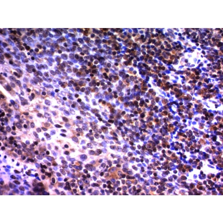 Immunohistochemistry - Anti-NuMA Antibody [A73-B/D12] (A251051) - Antibodies.com