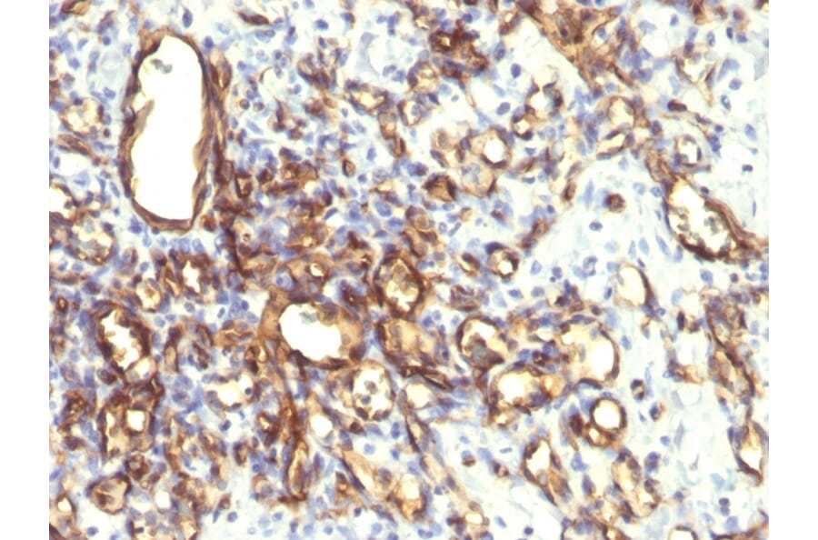 Immunohistochemistry - Anti-Podocalyxin Antibody [2A4] (A251054) - Antibodies.com