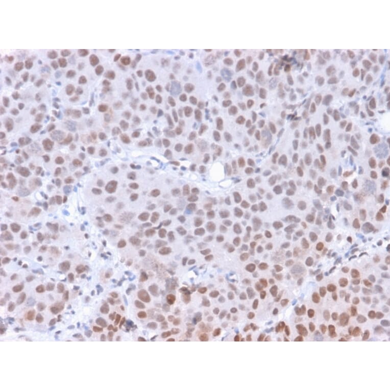 Immunohistochemistry - Anti-RNA Polymerase II CTD repeat YSPTSPS (phospho Ser5) Antibody [CTD 8A7] (A251056) - Antibodies.com
